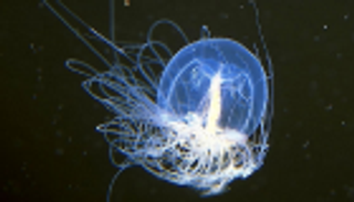 العثور على نوع نادر من قنديل البحر في الصين