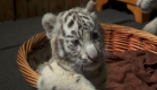 3 نمور بيضاء نادرة تجذب زوار حديقة حيوانات الصين