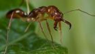 اكتشاف أمريكي يدعم مساعي إنتاج مضادات حيوية من النمل