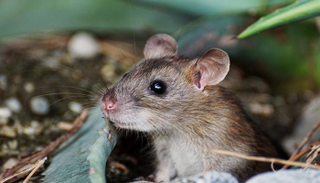 هجرة الحيوانات سببها جيني 