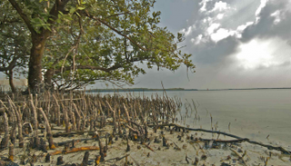 غابات أشجار القرم في أبوظبي