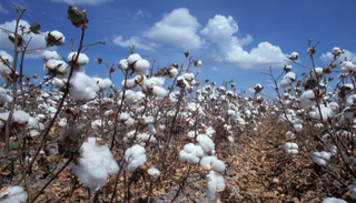 بذور نبات القطن قد تصبح يوما غذاء غنيا بالبروتين للإنسان