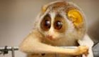 اللورس.. "قاتل بريء" من فصيلة القرود