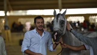 الممثل المصري مصطفى شعبان مع الفرس