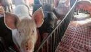 الصين تعدم 200 ألف خنزير لمكافحة الحمى الأفريقية