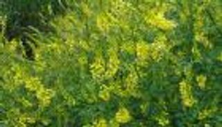 باحثون مصريون يكتشفون مضادا للالتهابات من نبات الحندوق