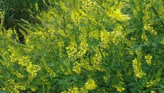 نبات الحندوق - صورة أرشيفية