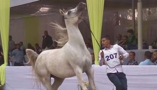 خيل عربي للمشاركة في مسابقة للجمال - صورة أرشيفية