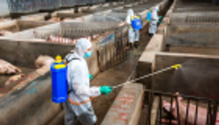 الصين تعلن عن تفش جديد لحمى الخنازير الأفريقية في إقليم تشجيانغ