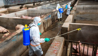 الصين تعلن عن تفش جديد لحمى الخنازير الأفريقية في إقليم تشجيانغ