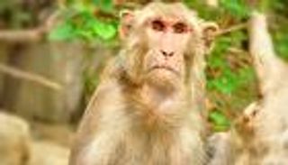 القرود تقتل مسناً هندياً بالحجارة