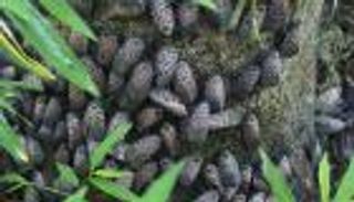 "ذبابة الفانوس" تجتاح مزارع أمريكية وتدمر أشجار الفواكه