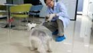 نجاح عملية استنساخ كلب من سلالة ألمانية في الصين