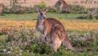 الشرطة الأسترالية تنقذ حيوان كنغر قفز في الماء