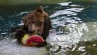 إنقاذ 11 حيوانا من حديقة حيوانات ألبانية