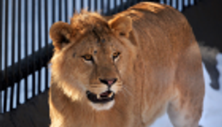 بالفيديو.. أسد يهاجم طفلة في سيرك روسي