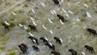 الأرض خسرت 60% من حيواناتها البرية خلال 44 عاما