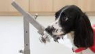 الكلاب تساعد في اكتشاف الملاريا بحاسة الشم