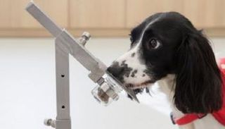 الكلاب تساعد في اكتشاف الملاريا