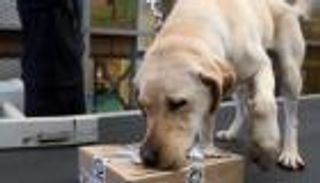 عصابة إيطالية تعلن مكافأة مالية مقابل رأس "كلب"