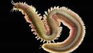 علماء يكتشفون أصغر مخ لكائن حي في دودة بحرية