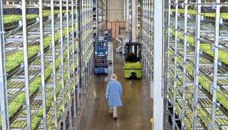 الخضراوات تزرع داخل غرف معزولة ومعقمة - صورة أرشيفية