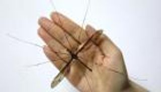 بعوضة عملاقة تدخل عالم حشرات صينيا موسوعة "جينيس"