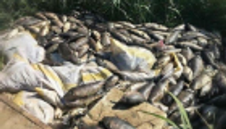 بالصور... نفوق الأسماك يثير مخاوف العراقيين