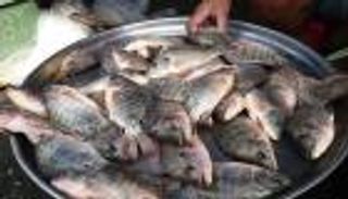 باحث مصري يتوصل لمنتج طبيعي يزيد حجم أسماك المزارع