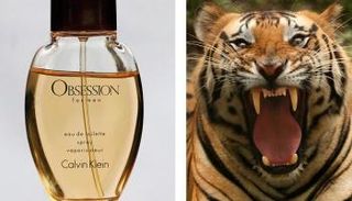 النمور تنجذب لعطر كالفن كلاين - صورة أرشيفية