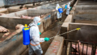 بؤرة جديدة لحمى الخنازير الأفريقية جنوبي الصين