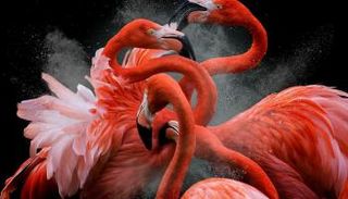 فاز صاحب صورة الفلامينجو الأمريكي بـ5 آلاف جنيه إسترليني