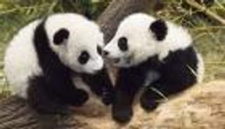 توأم باندا يعود من فيينا إلى الصين في غضون شهر