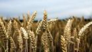 العراق يدرس إمكانية استيراد القمح الروسي