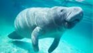 أبوظبي تنفذ برنامجا لحماية أعشاب وأبقار البحر من تغير المناخ