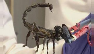 ماسك العقرب يوفر صيدا آمنا له 