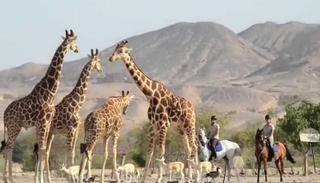 محمية صير بني ياس في أبوظبي