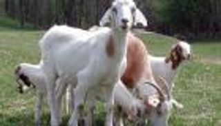 القبض على لص سرق معزة قرب متحف اللوفر في باريس