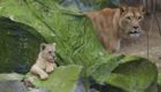 ضبط رجل يلتقط صورة سيلفي مع شبل