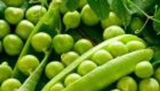 باحثة تستخرج إنزيم السكريز المستخدم في شركات الأدوية من قشور البازلاء