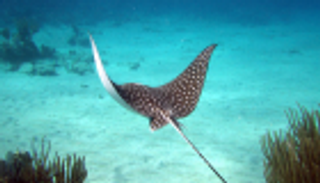 وفاة أسترالي هاجمته سمكة