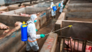 الصين: خطوات صارمة لمكافحة حمى الخنازير الأفريقية