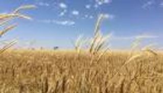 السعودية تشتري 495 ألف طن من القمح المستورد