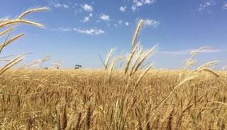 المؤسسة العامة للحبوب ترسي الدفعة الخامسة من القمح المستورد لعام 2018