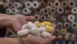 دودة القز تعيد إحياء صناعة الحرير في اليونان