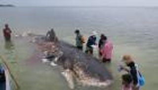 العثور على 6 كيلوجرامات مخلفات بلاستيكية في معدة حوت نافق بإندونيسيا