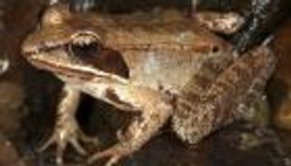 الضفادع تتوصل إلى طريقة للتخلص من الضوضاء والتوتر