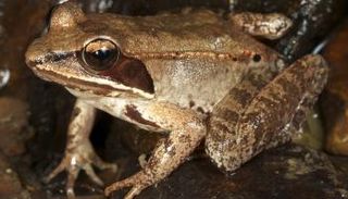 لم يرتفع هرمون التوتر لدى الضفادع في البرك بجوار مناطق مزعجة