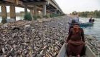 الصحة العالمية: نفوق أسماك العراق بسبب المعادن الثقيلة والأمونيا