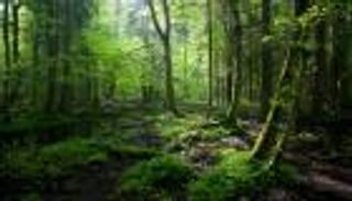 بولندا تدعو لزراعة غابات حول العالم لامتصاص انبعاثات الكربون